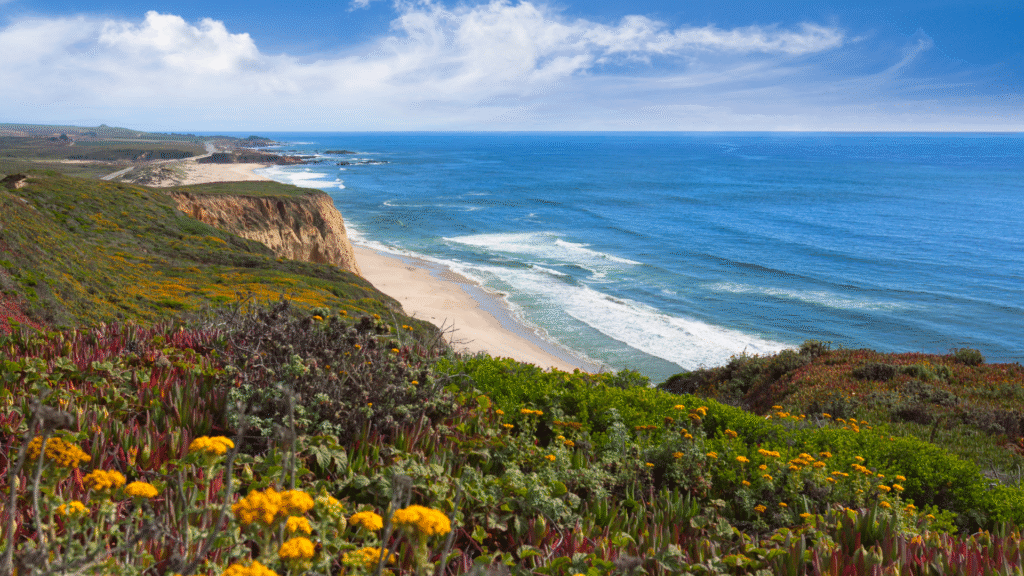 California coastal scene with wildflowers, sandy cliffs, and blue ocean.